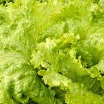 A legfinomabb jégsaláta receptek könnyed saláta készítéshez