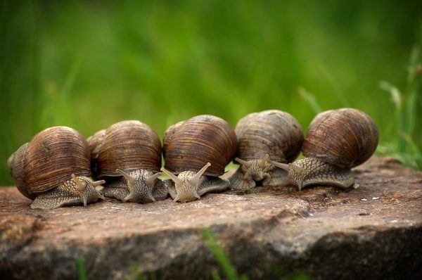 A Lassú Étkezés Mesterei: Fogyókúra és Egészséges Táplálkozás Összhangban