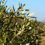 Photo Mediterranean food