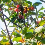 Photo Fruit and vegetables