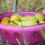 Photo Fruits and vegetables