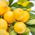 Photo Fruits and vegetables