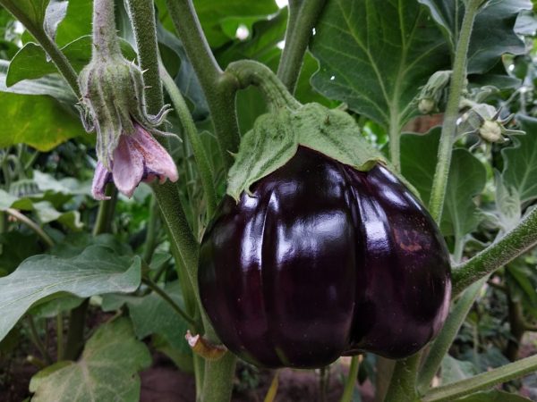 Photo Colorful vegetables