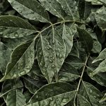 Photo Plant-based meal